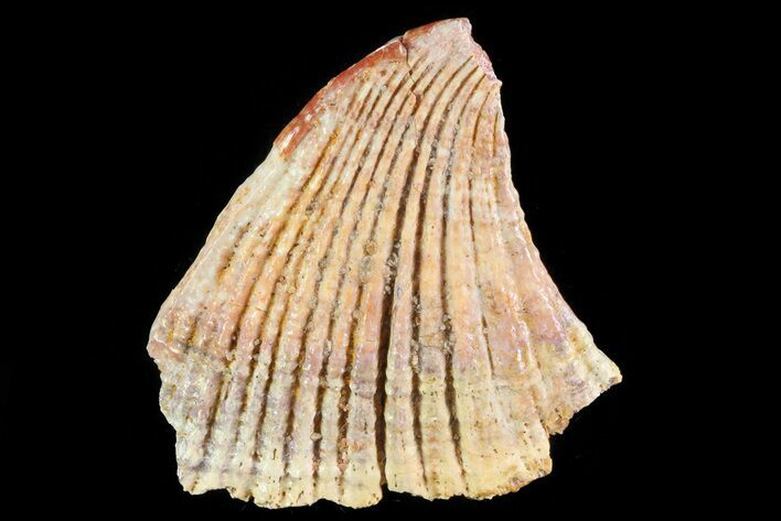 Fossil Sawfish Dermal Denticle - Kem Kem Beds, Morocco #81336